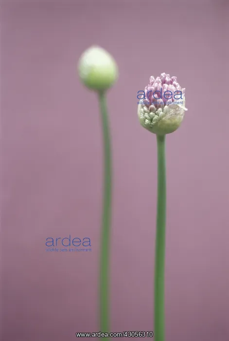 : Chive, Allium schoenoprasum : Chive, Allium schoenoprasum