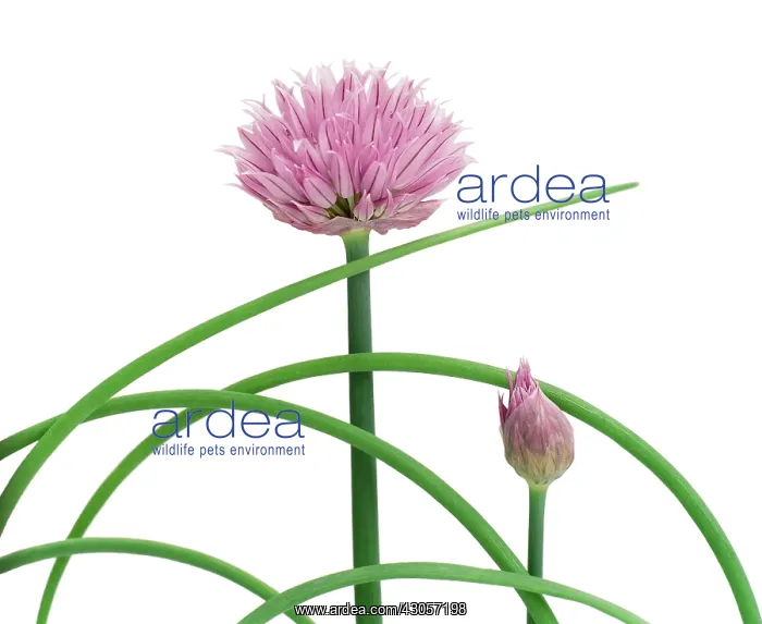 : Chive, Allium schoenoprasum : Chive, Allium schoenoprasum