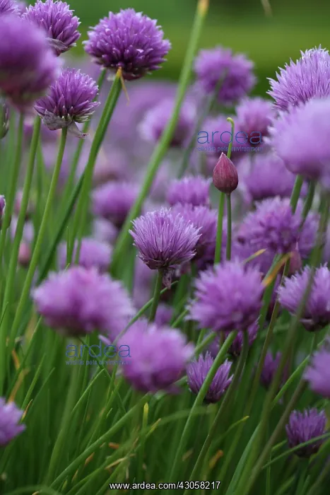 : Chive, Allium schoenoprasum : Chive, Allium schoenoprasum
