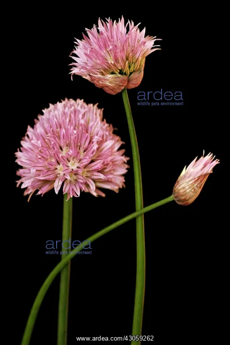 : Chive, Allium schoenoprasum : Chive, Allium schoenoprasum