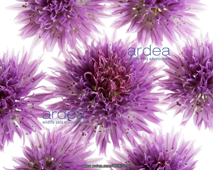 : Chive, Allium schoenoprasum : Chive, Allium schoenoprasum