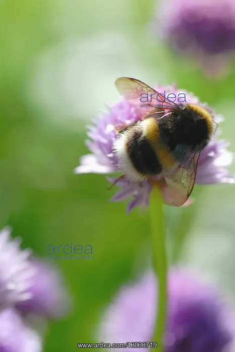 : Chive, Allium schoenoprasum : Chive, Allium schoenoprasum