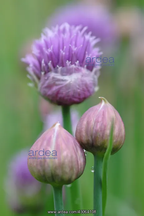 : Chive, Allium schoenoprasum : Chive, Allium schoenoprasum