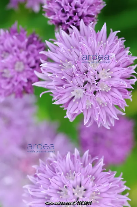 : Chive, Allium schoenoprasum : Chive, Allium schoenoprasum