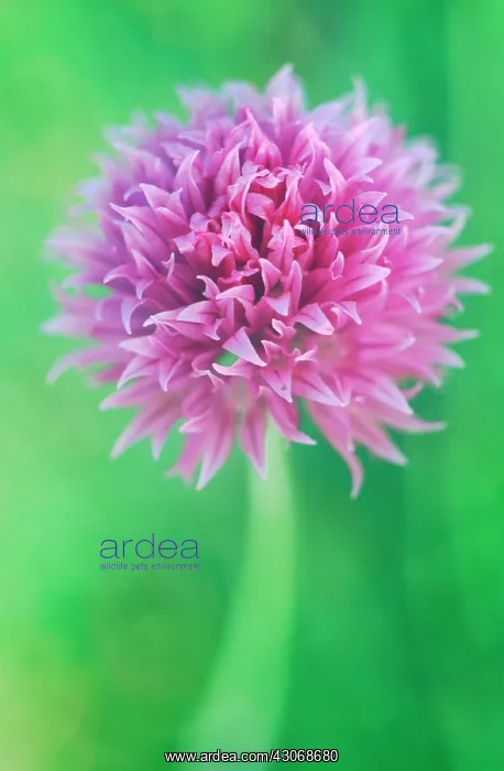 : Chive, Allium schoenoprasum : Chive, Allium schoenoprasum