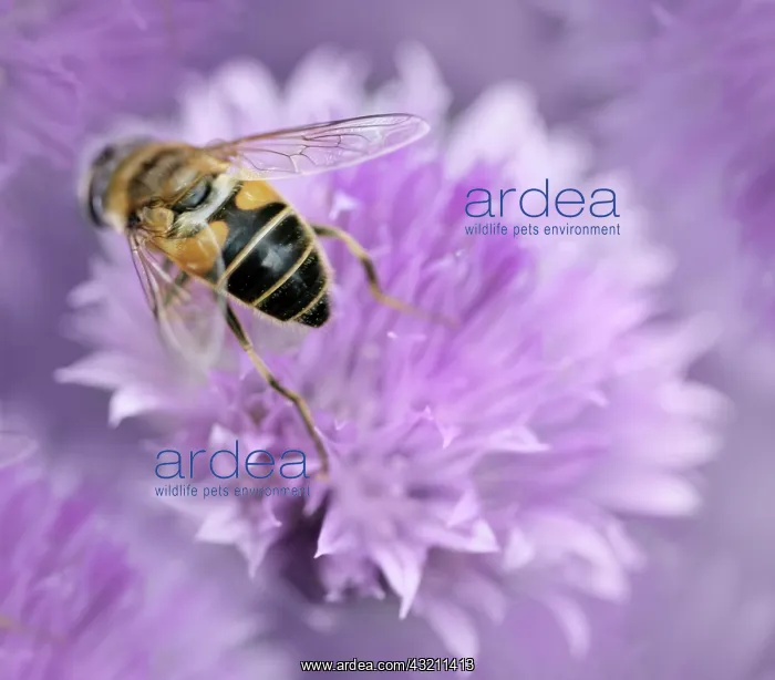 : Chive, Allium schoenoprasum : Chive, Allium schoenoprasum