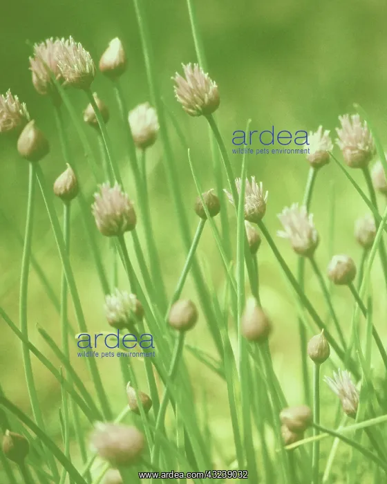 : Chive, Allium schoenoprasum : Chive, Allium schoenoprasum