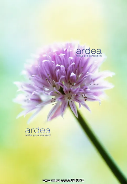 : Chive, Allium schoenoprasum : Chive, Allium schoenoprasum