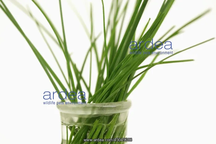 : Chive, Allium schoenoprasum. Green stems of chives standing in glass jar : Chive, Allium schoenoprasum. Green stems of chives standing in glass jar