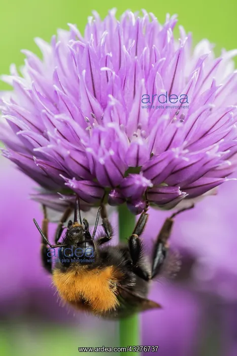 : Chive, Allium schoenoprasum, Mauve subject : Chive, Allium schoenoprasum, Mauve subject