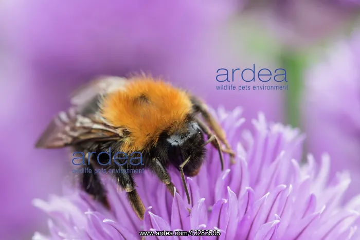 : Chive, Allium schoenoprasum, Mauve subject : Chive, Allium schoenoprasum, Mauve subject