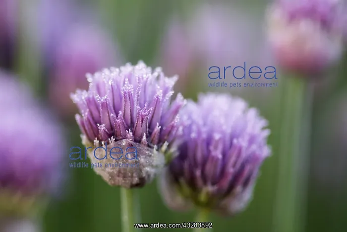 : Chive, Allium schoenoprasum, Mauve subject : Chive, Allium schoenoprasum, Mauve subject
