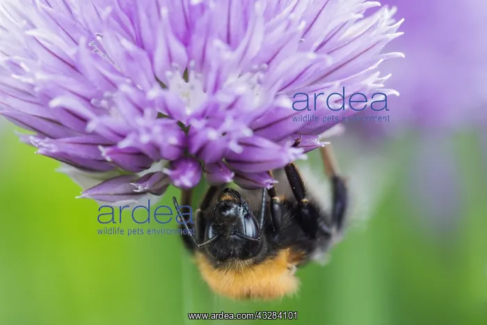 : Chive, Allium schoenoprasum, Mauve subject : Chive, Allium schoenoprasum, Mauve subject