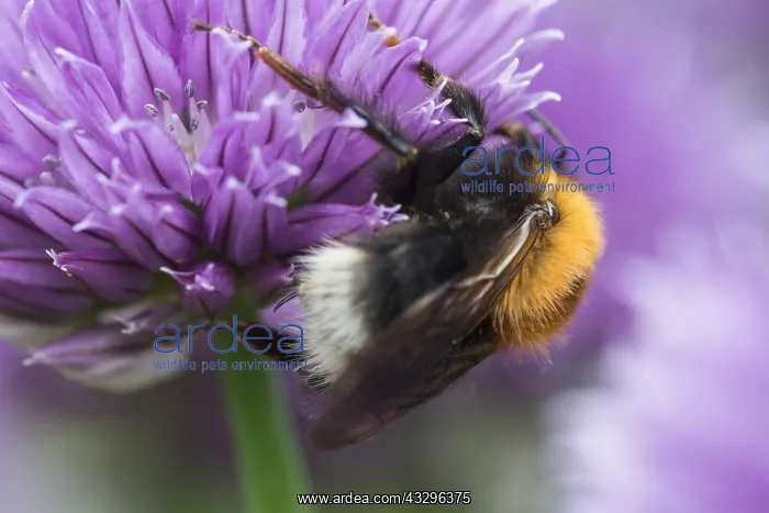 : Chive, Allium schoenoprasum, Mauve subject : Chive, Allium schoenoprasum, Mauve subject