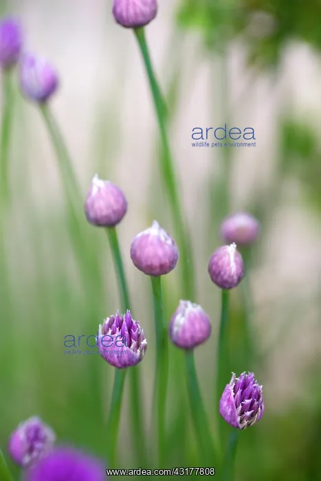 : Chive, Allium schoenoprasum, Purple buds and emerging : Chive, Allium schoenoprasum, Purple buds and emerging