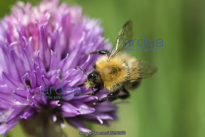 : Chive, Allium schoenoprasum, Purple subject : Chive, Allium schoenoprasum, Purple subject