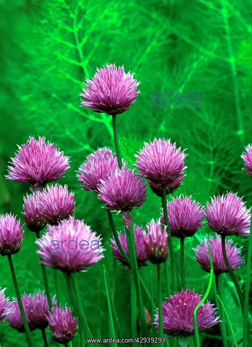 : Chives - An attractive border plant in a vegetable garden : Chives - An attractive border plant in a vegetable garden