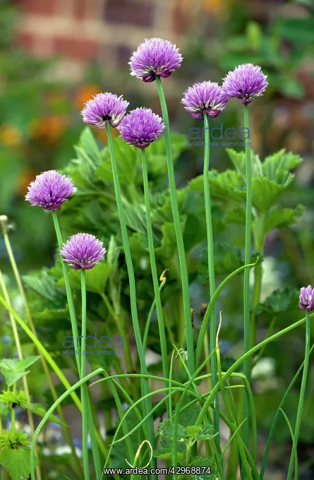 : Chives - in a herb garden : Chives - in a herb garden