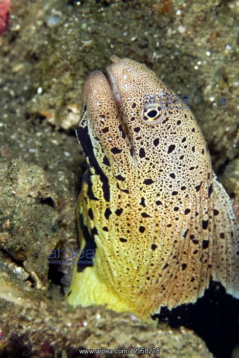 : Chlamydatus Moray Eel : Chlamydatus Moray Eel