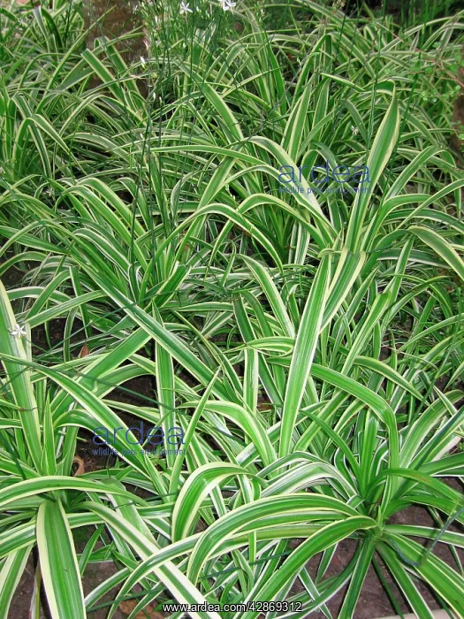 : Chlorophytum comosum variegatum - In garden : Chlorophytum comosum variegatum - In garden
