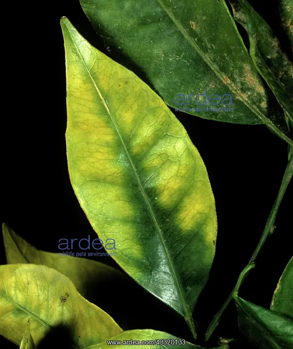 : Chlorosis in orange leaf : Chlorosis in orange leaf