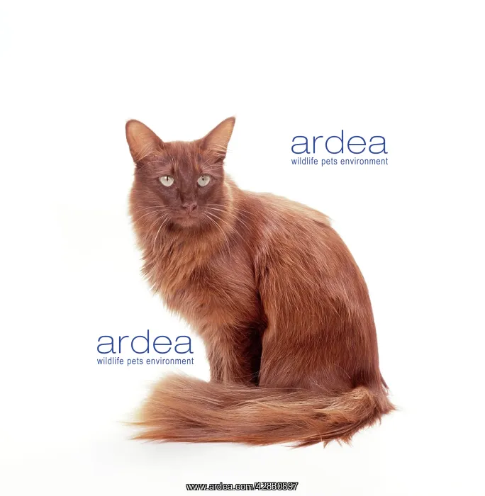  : CHOC - British Angora, chocolate