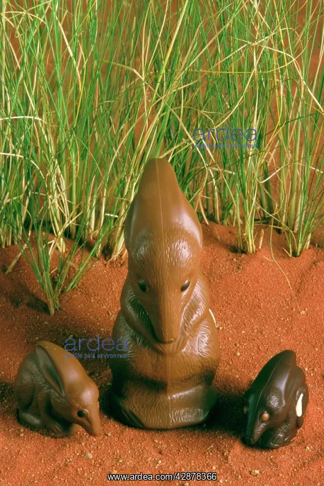 : Chocolate Bilby - AustraliaIs version of the Easter bunny : Chocolate Bilby - AustraliaIs version of the Easter bunny
