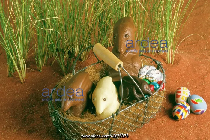 : Chocolate Bilby - AustraliaIs version of the Easter bunny : Chocolate Bilby - AustraliaIs version of the Easter bunny