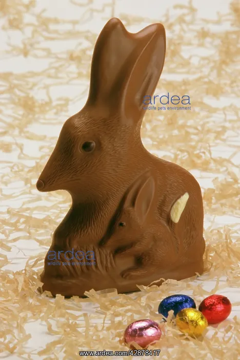 : Chocolate Bilby - AustraliaIs version of the Easter bunny : Chocolate Bilby - AustraliaIs version of the Easter bunny