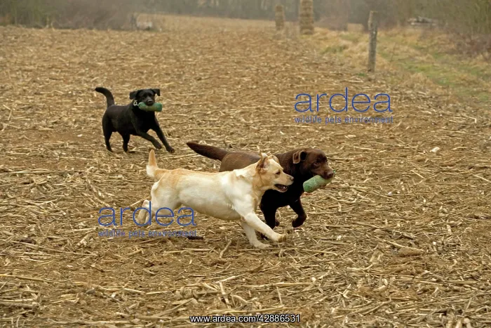 : Chocolate, Black and Yellow Labradors - running : Chocolate, Black and Yellow Labradors - running