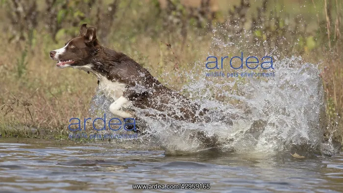  : Chocolate border collie, Canis familiaris, playing in water