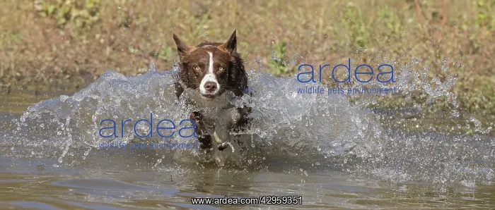 : Chocolate border collie, Canis familiaris, playing in water : Chocolate border collie, Canis familiaris, playing in water