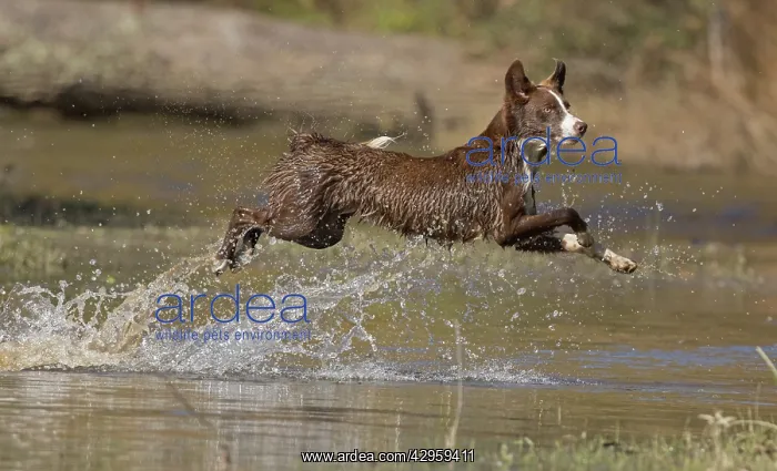 : Chocolate border collie, Canis familiaris, playing in water : Chocolate border collie, Canis familiaris, playing in water