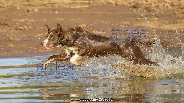 : Chocolate border collie, Canis familiaris, playing in water : Chocolate border collie, Canis familiaris, playing in water