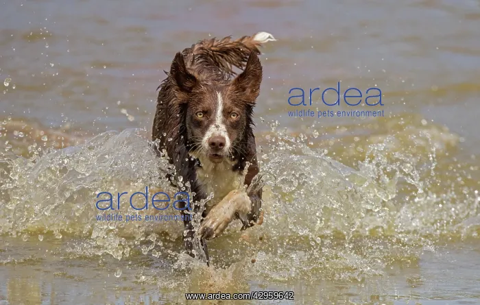 : Chocolate border collie, Canis familiaris, playing in water : Chocolate border collie, Canis familiaris, playing in water