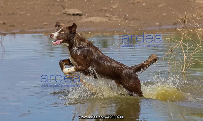 : Chocolate border collie, Canis familiaris, playing in water : Chocolate border collie, Canis familiaris, playing in water