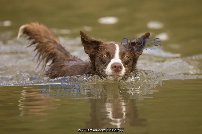  : Chocolate border collie, Canis familiaris, playing in water