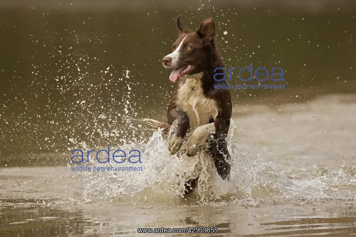 : Chocolate border collie, Canis familiaris, playing in water : Chocolate border collie, Canis familiaris, playing in water