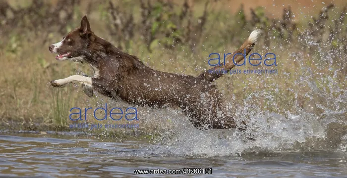  : Chocolate border collie, Canis familiaris, playing in water