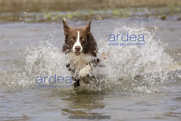 : Chocolate border collie, Canis familiaris, playing in water : Chocolate border collie, Canis familiaris, playing in water