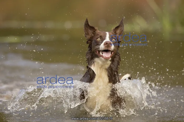 : Chocolate border collie, Canis familiaris, playing in water : Chocolate border collie, Canis familiaris, playing in water