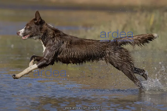 : Chocolate border collie, Canis familiaris, playing in water : Chocolate border collie, Canis familiaris, playing in water