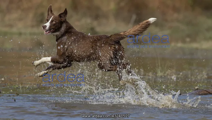 : Chocolate border collie, Canis familiaris, playing in water : Chocolate border collie, Canis familiaris, playing in water