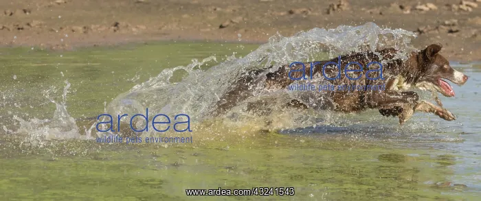 : Chocolate border collie, Canis familiaris, playing in water : Chocolate border collie, Canis familiaris, playing in water
