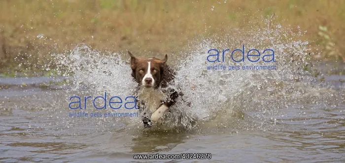 : Chocolate border collie, Canis familiaris, playing in water : Chocolate border collie, Canis familiaris, playing in water