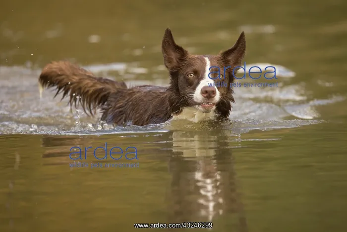 : Chocolate border collie, Canis familiaris, playing in water : Chocolate border collie, Canis familiaris, playing in water