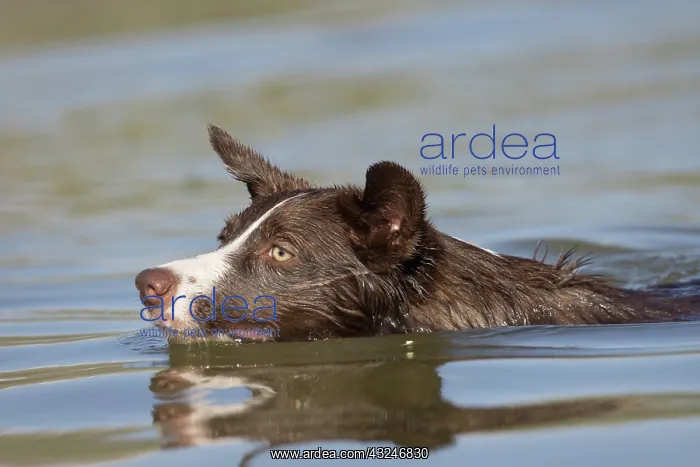 : Chocolate border collie, Canis familiaris, playing in water : Chocolate border collie, Canis familiaris, playing in water
