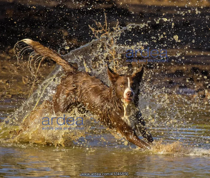 : Chocolate border collie, Canis familiaris, playing in water : Chocolate border collie, Canis familiaris, playing in water