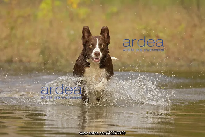 : Chocolate border collie, Canis familiaris, playing in water : Chocolate border collie, Canis familiaris, playing in water