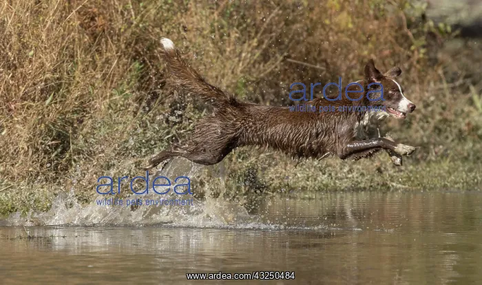 : Chocolate border collie, Canis familiaris, playing in water : Chocolate border collie, Canis familiaris, playing in water
